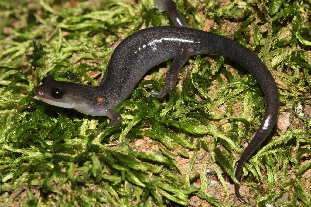 Northern Gray-Cheeked Salamander