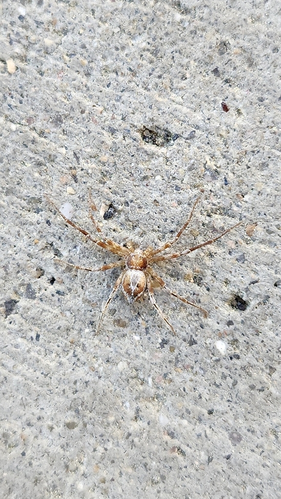 Philodromus lutulentus