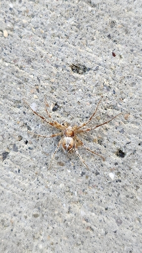 Philodromus lutulentus
