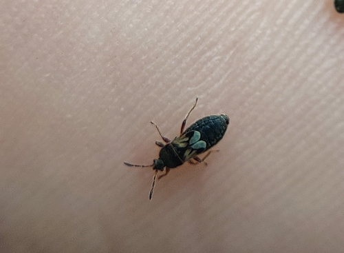Hairy Chinch Bug photo 6