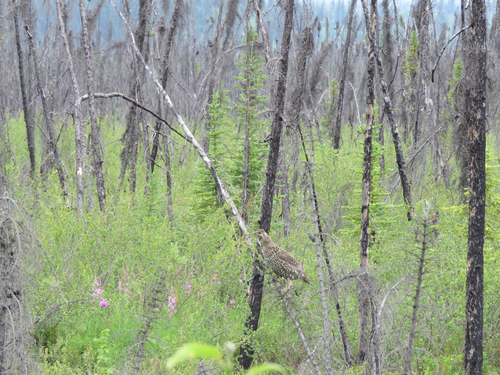 Spruce Grouse