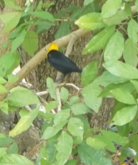 Chrysomus icterocephalus