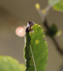 Euura pedunculi