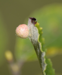 Euura pedunculi