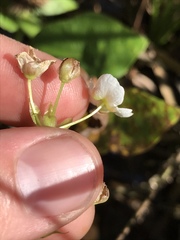 Sagittaria australis