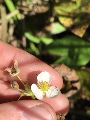 Sagittaria australis