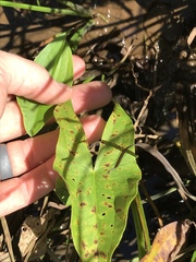 Sagittaria australis