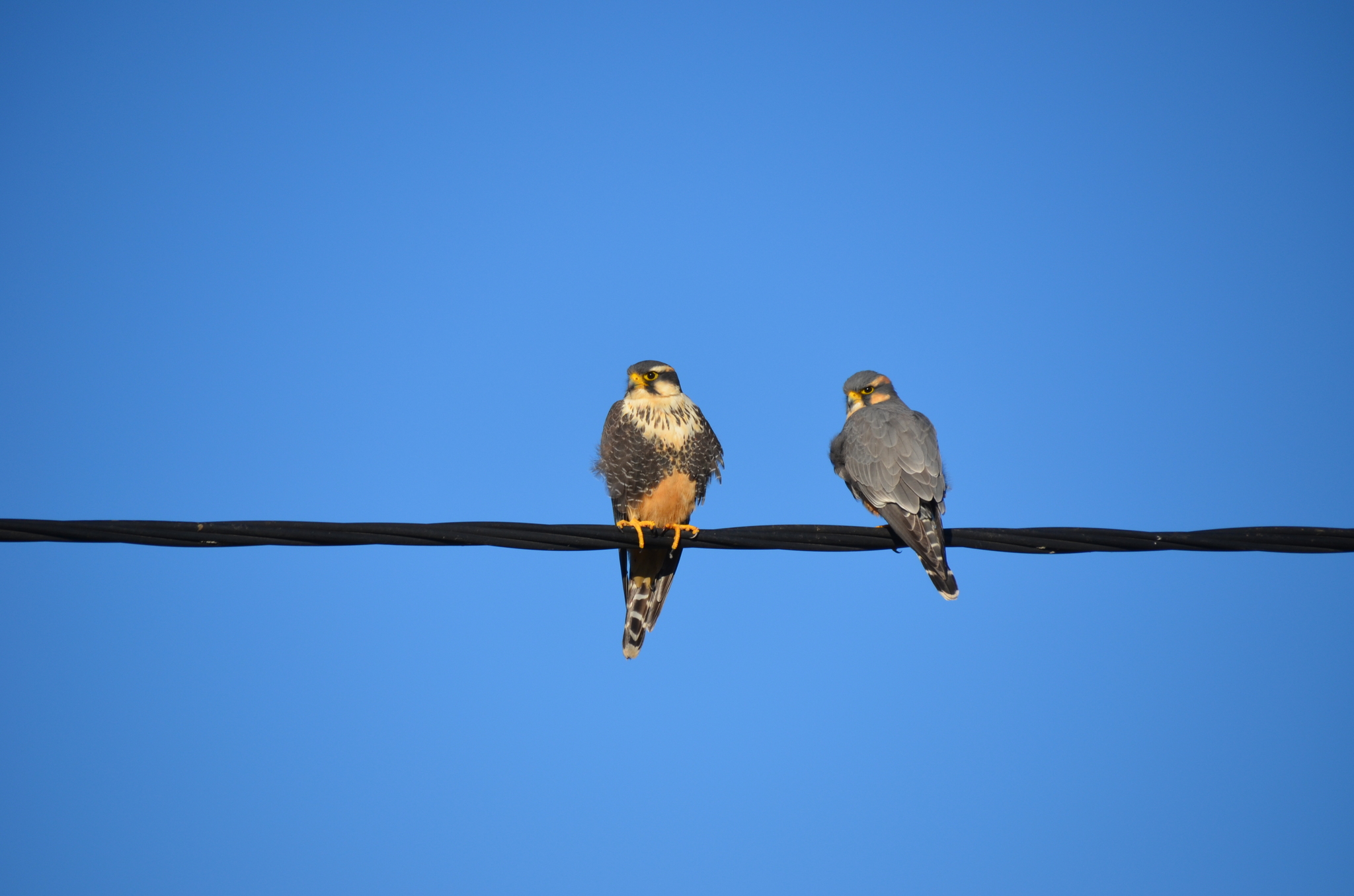 Aplomado Falcon (Falco femoralis)