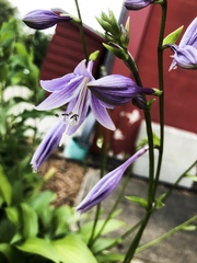 Hosta ventricosa