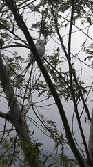 Melopsittacus undulatus domesticus