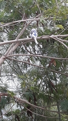 Melopsittacus undulatus domesticus