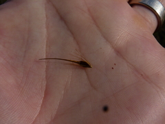 Rhynchospora macrostachya