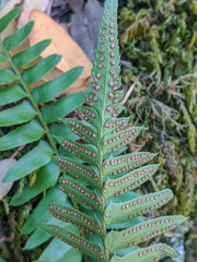 Polystichum imbricans curtum