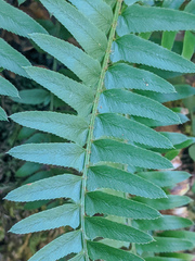 Polystichum imbricans curtum