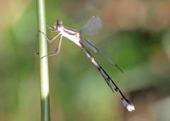Lestes australis