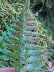 Polystichum imbricans curtum