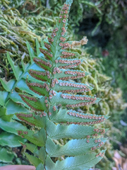 Polystichum imbricans curtum