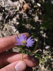 Eurybia hemispherica