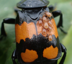 Nicrophorus hebes