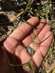 Eurybia hemispherica