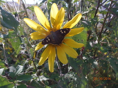 Polygonus savigny savigny