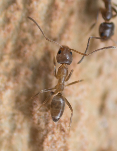Argentine Ant