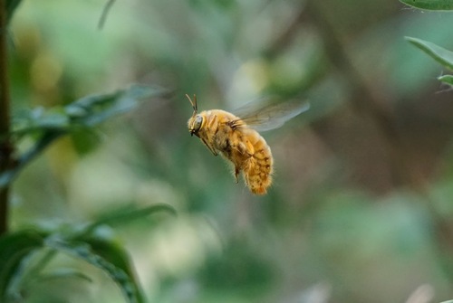iNaturalist observation photo of Valley Carpenter Bee