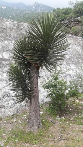 Yucca filifera
