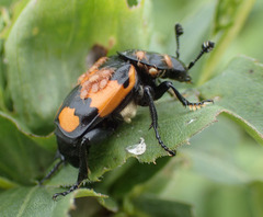 Nicrophorus hebes