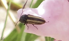 Acmaeodera quadrivittatoides