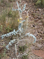 Astragalus giganteus