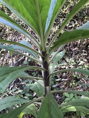 Echium pininana
