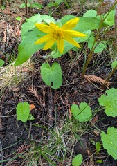 Arnica cordifolia, photograph machaut2, CC BY, iNaturalist via GBIF