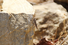 Trimerotropis thalassica