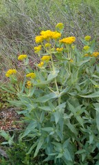 Flaveria chlorifolia