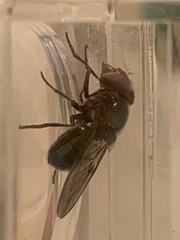 Copestylum vesicularium