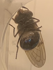 Copestylum vesicularium