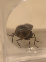 Copestylum vesicularium