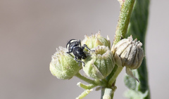 Enoclerus bimaculatus