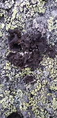 Umbilicaria torrefacta