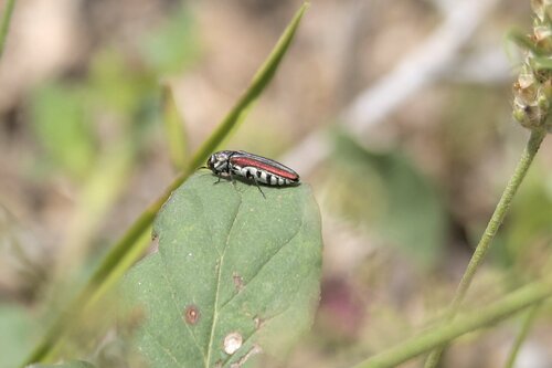 Agrilus pulchellus