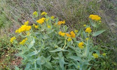 Flaveria chlorifolia