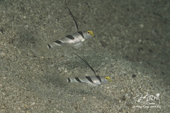 Stonogobiops nematodes