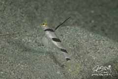 Stonogobiops nematodes