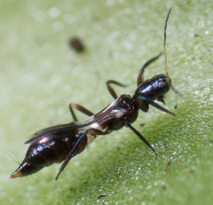 Franklinothrips vespiformis