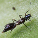 Franklinothrips - Photo no rights reserved, uploaded by Jesse Rorabaugh