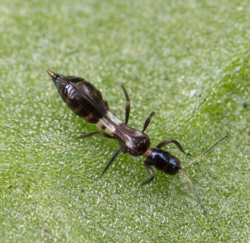 Franklinothrips orizabensis