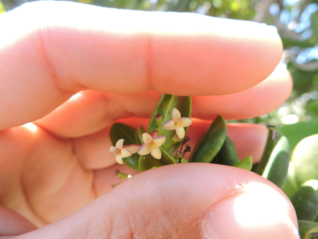 Salzmannia plowmanii
