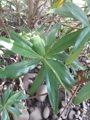 Pelliciera rhizophorae
