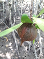 Pelliciera rhizophorae